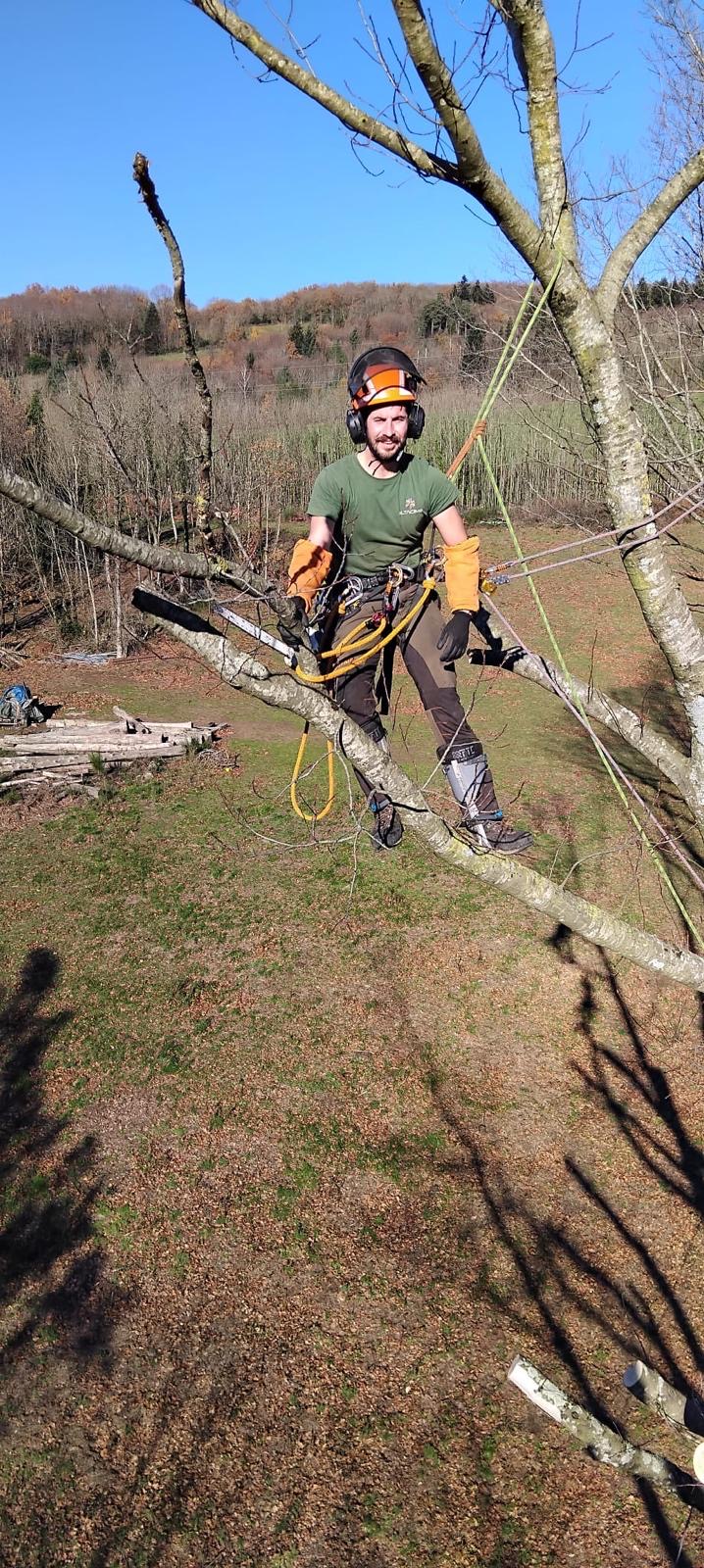 Arboriste grimpeur en intervention sur un arbre