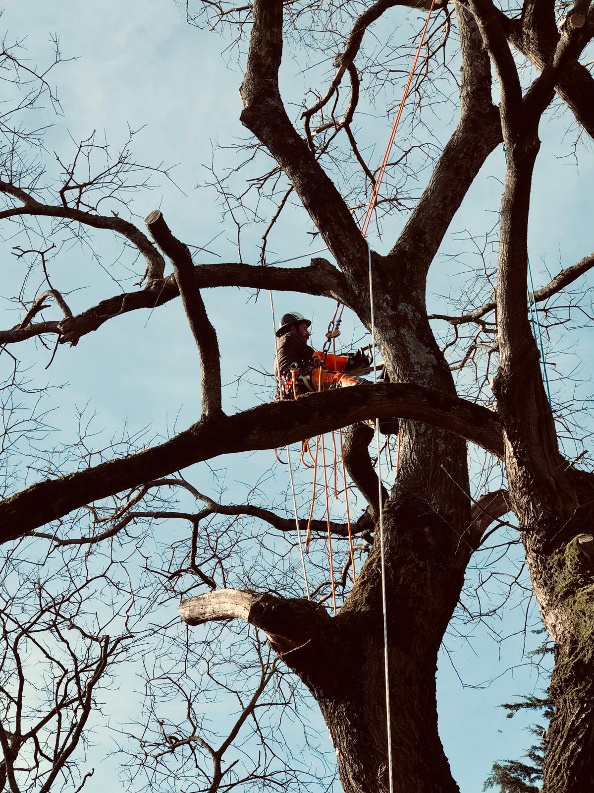 Démontage d'un grand chêne en cordage