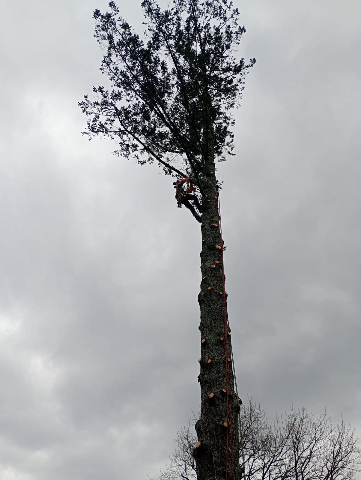 Démontage progressif d'un arbre de grande hauteur