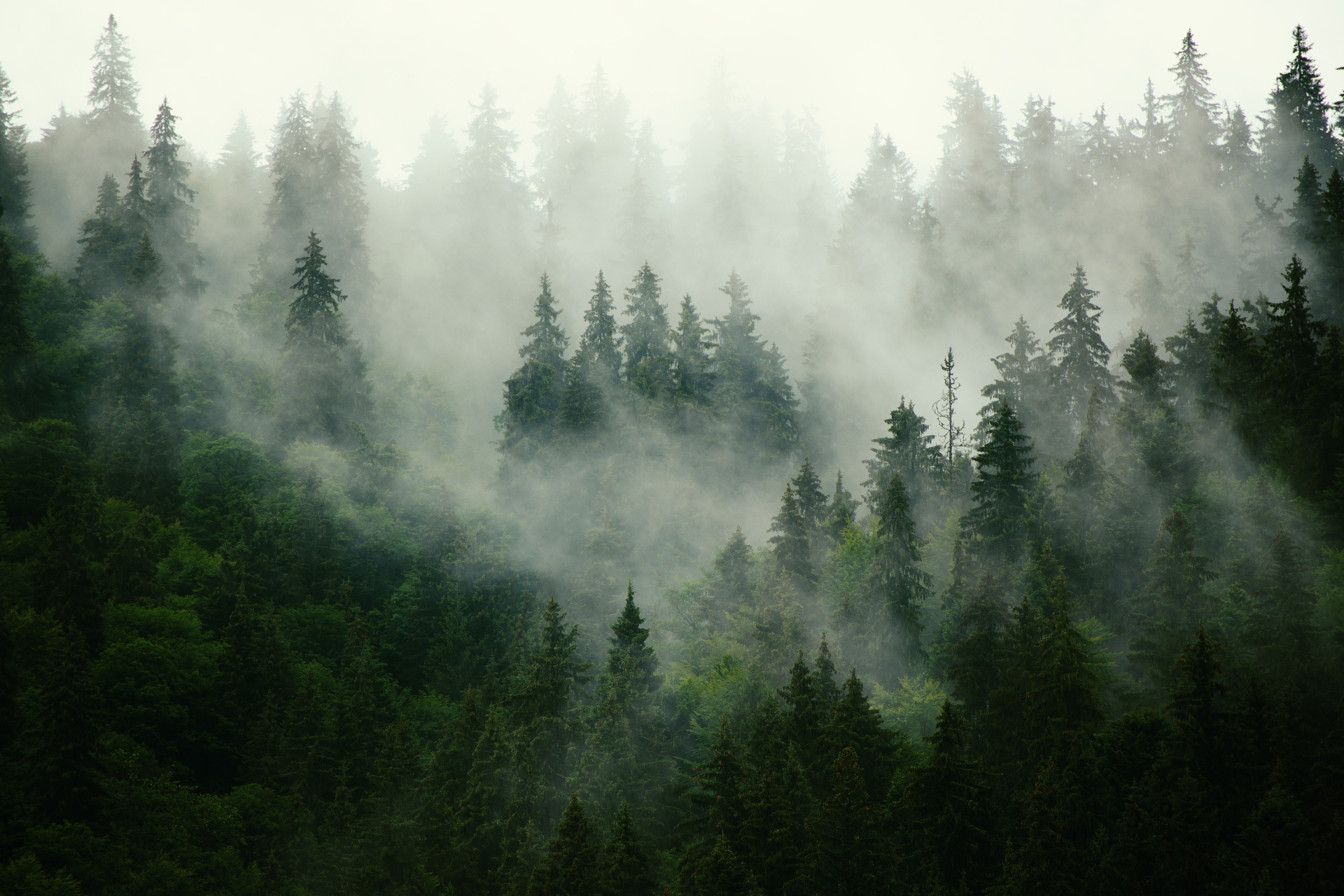 Forêt de pins brumeuse à l'aube